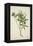 Neriumodorium Soland, 1800-10-Bhubanidass-Framed Premier Image Canvas