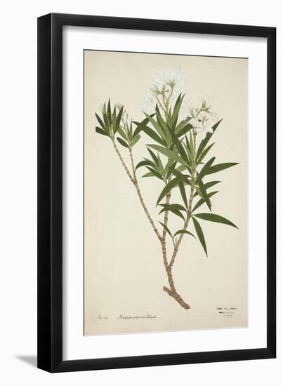 Neriumodorium Soland, 1800-10-Bhubanidass-Framed Giclee Print