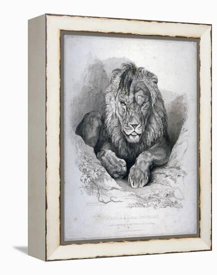 Nero, a Lion from Senegal, Now Exhibiting in the Tower of London, 1814-Edwin Henry Landseer-Framed Premier Image Canvas