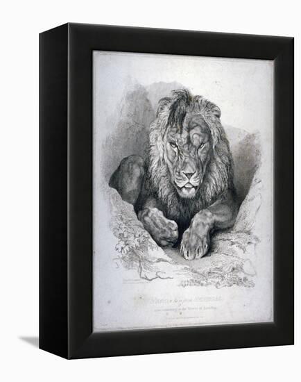 Nero, a Lion from Senegal, Now Exhibiting in the Tower of London, 1814-Edwin Henry Landseer-Framed Premier Image Canvas