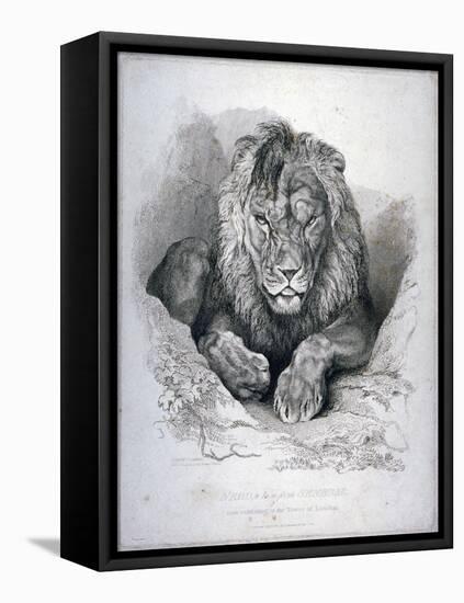 Nero, a Lion from Senegal, Now Exhibiting in the Tower of London, 1814-Edwin Henry Landseer-Framed Premier Image Canvas