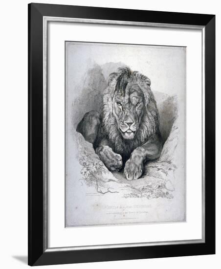 Nero, a Lion from Senegal, Now Exhibiting in the Tower of London, 1814-Edwin Henry Landseer-Framed Giclee Print