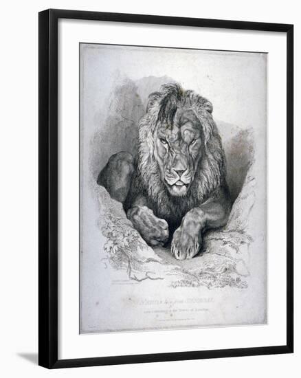 Nero, a Lion from Senegal, Now Exhibiting in the Tower of London, 1814-Edwin Henry Landseer-Framed Giclee Print