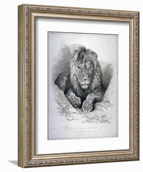 Nero, a Lion from Senegal, Now Exhibiting in the Tower of London, 1814-Edwin Henry Landseer-Framed Giclee Print