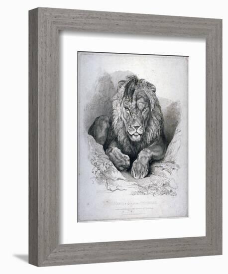 Nero, a Lion from Senegal, Now Exhibiting in the Tower of London, 1814-Edwin Henry Landseer-Framed Giclee Print