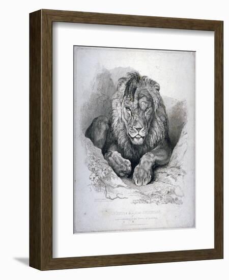 Nero, a Lion from Senegal, Now Exhibiting in the Tower of London, 1814-Edwin Henry Landseer-Framed Giclee Print