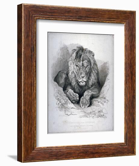 Nero, a Lion from Senegal, Now Exhibiting in the Tower of London, 1814-Edwin Henry Landseer-Framed Giclee Print