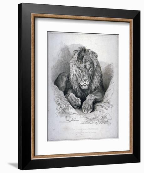 Nero, a Lion from Senegal, Now Exhibiting in the Tower of London, 1814-Edwin Henry Landseer-Framed Giclee Print