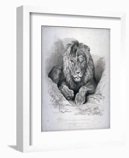 Nero, a Lion from Senegal, Now Exhibiting in the Tower of London, 1814-Edwin Henry Landseer-Framed Giclee Print