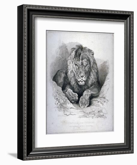 Nero, a Lion from Senegal, Now Exhibiting in the Tower of London, 1814-Edwin Henry Landseer-Framed Giclee Print