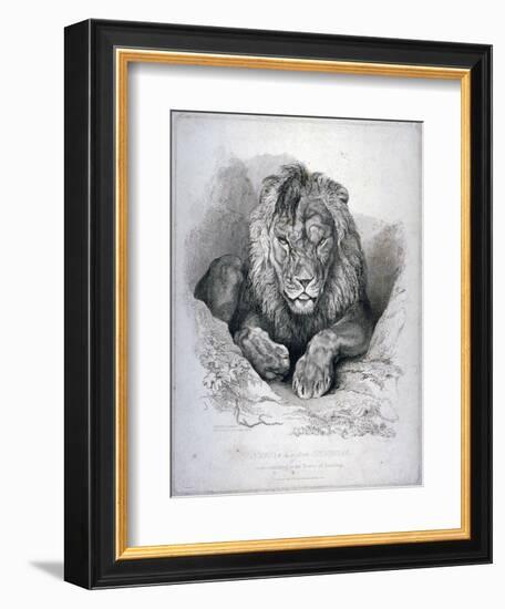 Nero, a Lion from Senegal, Now Exhibiting in the Tower of London, 1814-Edwin Henry Landseer-Framed Giclee Print