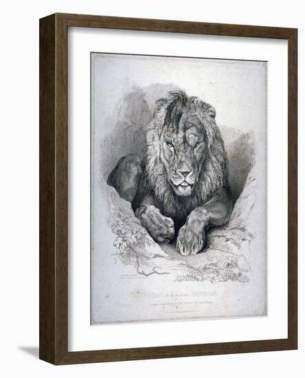 Nero, a Lion from Senegal, Now Exhibiting in the Tower of London, 1814-Edwin Henry Landseer-Framed Giclee Print