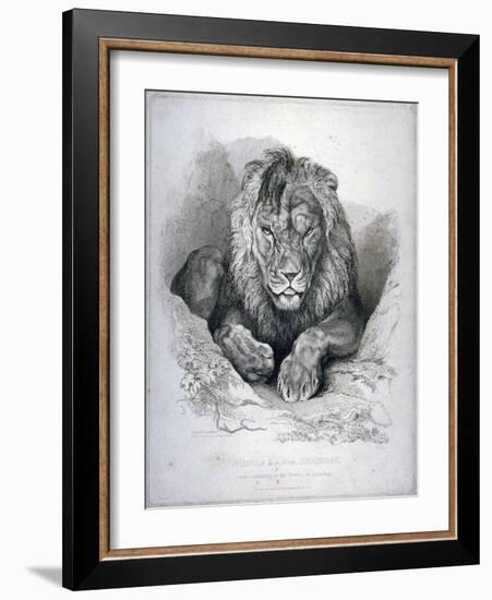 Nero, a Lion from Senegal, Now Exhibiting in the Tower of London, 1814-Edwin Henry Landseer-Framed Giclee Print