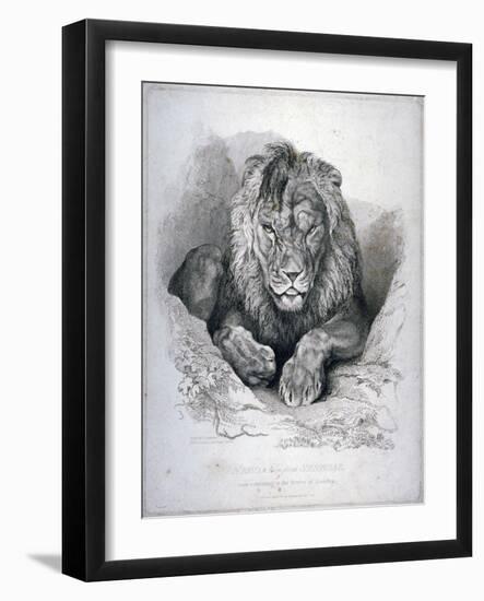 Nero, a Lion from Senegal, Now Exhibiting in the Tower of London, 1814-Edwin Henry Landseer-Framed Giclee Print