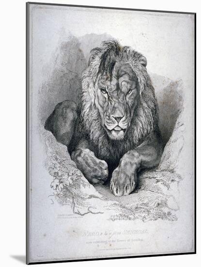 Nero, a Lion from Senegal, Now Exhibiting in the Tower of London, 1814-Edwin Henry Landseer-Mounted Giclee Print