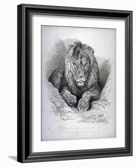 Nero, a Lion from Senegal, Now Exhibiting in the Tower of London, 1814-Edwin Henry Landseer-Framed Giclee Print