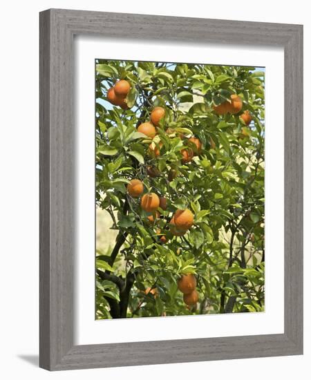 Neroli Orange Flowers and Oranges in Gardens of Reales Alcazares, Seville-Guy Thouvenin-Framed Photographic Print