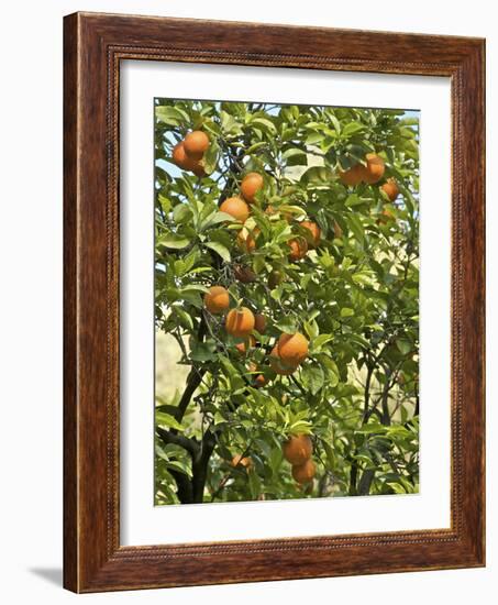 Neroli Orange Flowers and Oranges in Gardens of Reales Alcazares, Seville-Guy Thouvenin-Framed Photographic Print