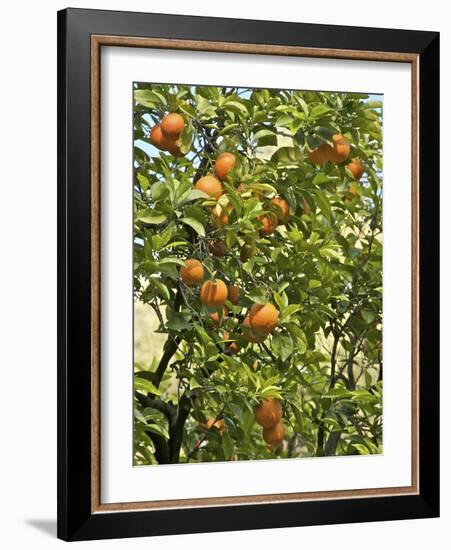 Neroli Orange Flowers and Oranges in Gardens of Reales Alcazares, Seville-Guy Thouvenin-Framed Photographic Print