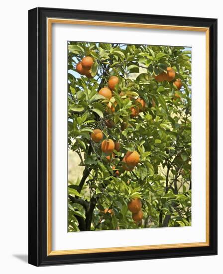Neroli Orange Flowers and Oranges in Gardens of Reales Alcazares, Seville-Guy Thouvenin-Framed Photographic Print