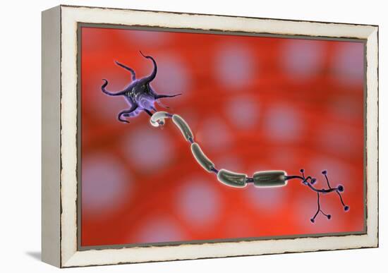 Nerve Anatomy-Jose Antonio-Framed Premier Image Canvas