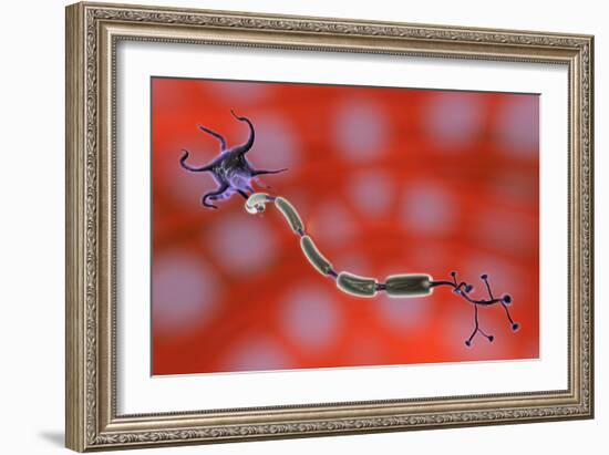 Nerve Anatomy-Jose Antonio-Framed Photographic Print