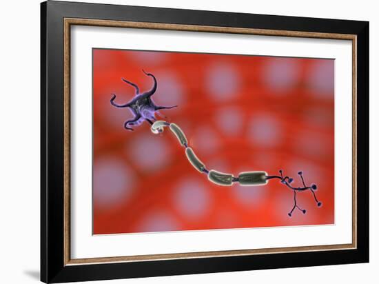 Nerve Anatomy-Jose Antonio-Framed Photographic Print