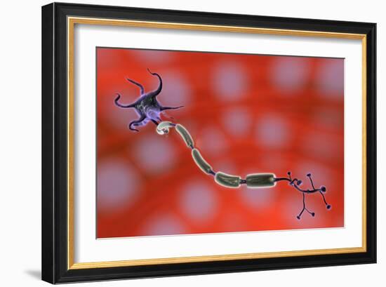 Nerve Anatomy-Jose Antonio-Framed Photographic Print