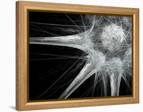 Nerve Cell, Abstract Artwork-Laguna Design-Framed Premier Image Canvas