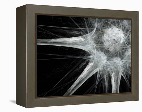 Nerve Cell, Abstract Artwork-Laguna Design-Framed Premier Image Canvas