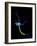 Nerve Cell, Artwork-Mehau Kulyk-Framed Photographic Print