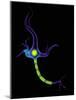 Nerve Cell, Artwork-Mehau Kulyk-Mounted Photographic Print