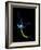 Nerve Cell, Artwork-Mehau Kulyk-Framed Photographic Print