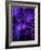 Nerve Cell, Artwork-SCIEPRO-Framed Photographic Print