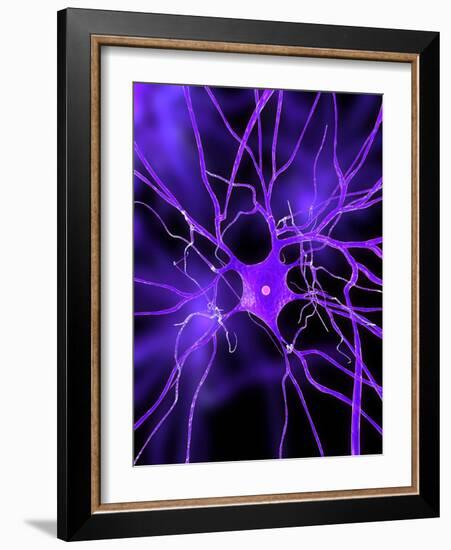 Nerve Cell, Artwork-SCIEPRO-Framed Photographic Print