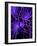 Nerve Cell, Artwork-SCIEPRO-Framed Photographic Print