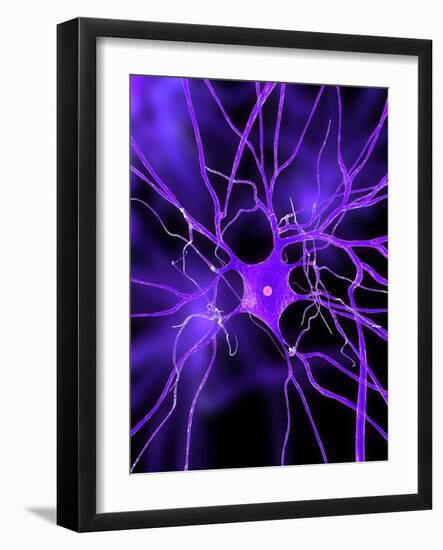 Nerve Cell, Artwork-SCIEPRO-Framed Photographic Print