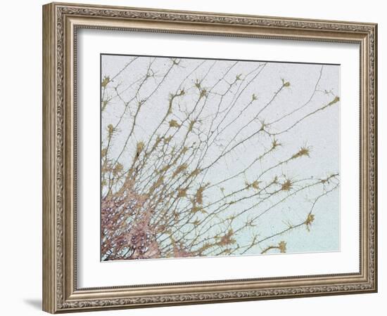 Nerve Cell Culture, SEM-Steve Gschmeissner-Framed Photographic Print