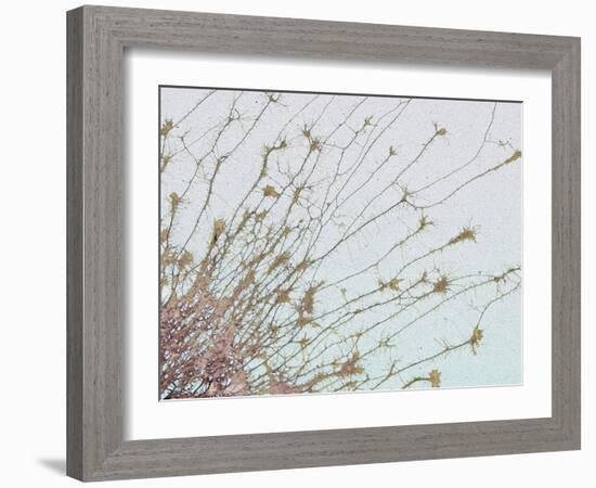 Nerve Cell Culture, SEM-Steve Gschmeissner-Framed Photographic Print