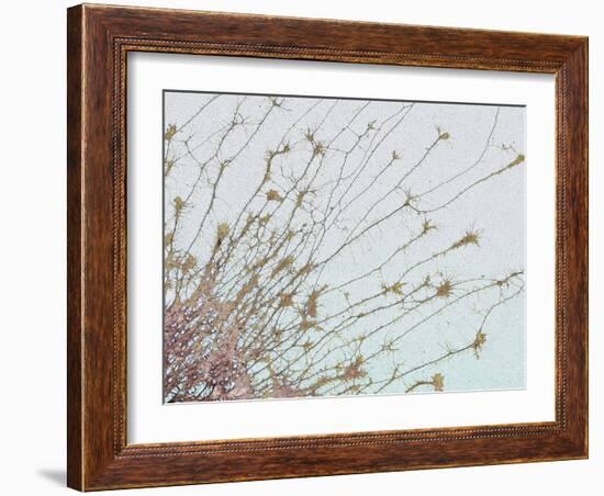 Nerve Cell Culture, SEM-Steve Gschmeissner-Framed Photographic Print