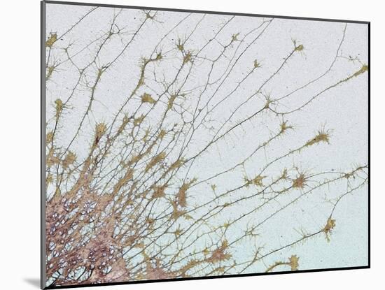 Nerve Cell Culture, SEM-Steve Gschmeissner-Mounted Photographic Print