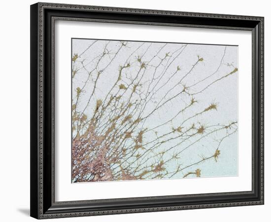 Nerve Cell Culture, SEM-Steve Gschmeissner-Framed Photographic Print