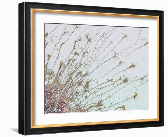 Nerve Cell Culture, SEM-Steve Gschmeissner-Framed Photographic Print