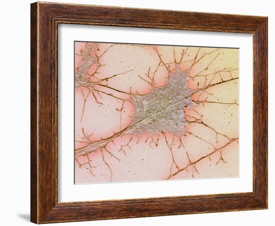 Nerve Cell Culture, SEM-Science Photo Library-Framed Photographic Print