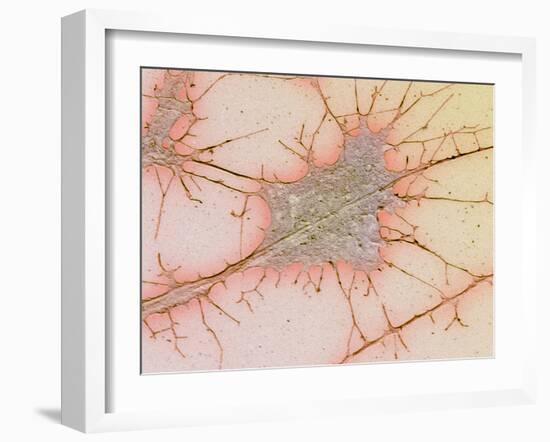 Nerve Cell Culture, SEM-Science Photo Library-Framed Photographic Print