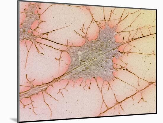 Nerve Cell Culture, SEM-Science Photo Library-Mounted Photographic Print