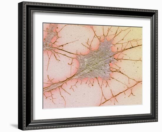 Nerve Cell Culture, SEM-Science Photo Library-Framed Photographic Print