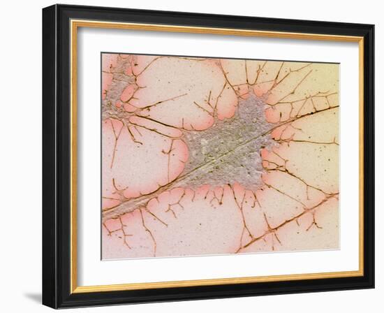 Nerve Cell Culture, SEM-Science Photo Library-Framed Photographic Print