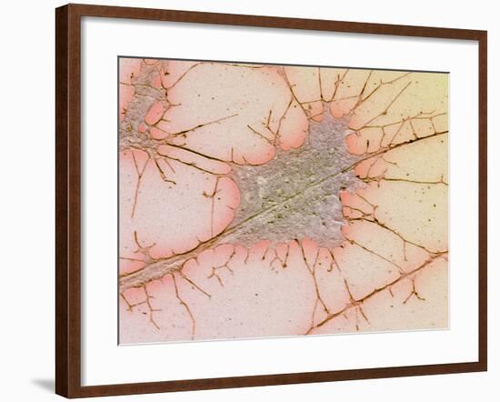 Nerve Cell Culture, SEM-Science Photo Library-Framed Photographic Print