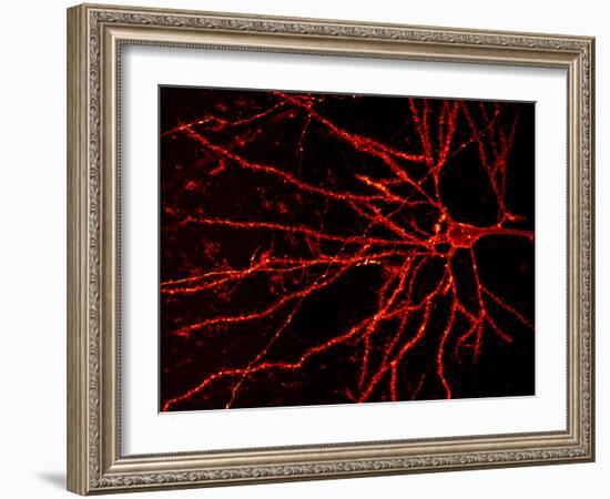 Nerve Cell-Dr. Klaus Boller-Framed Photographic Print